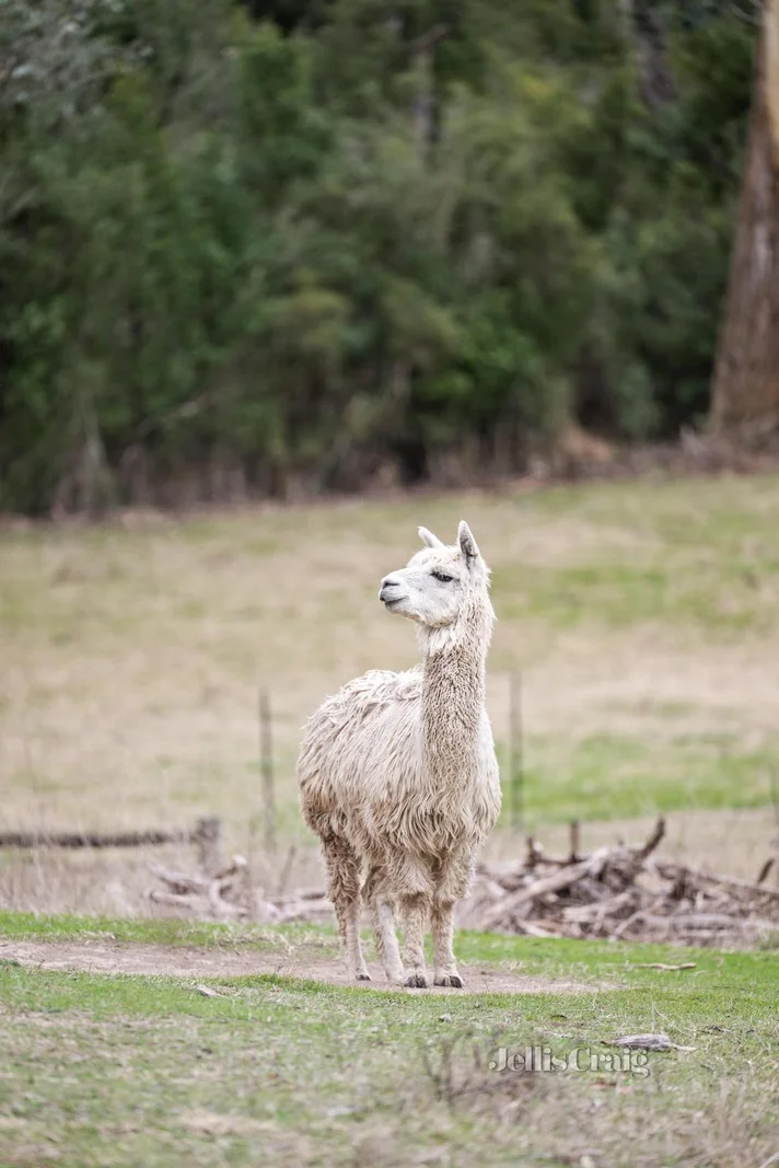 Additional image 19 of 1930 Healesville Koo Wee Rup Road, Yellingbo VIC 3139