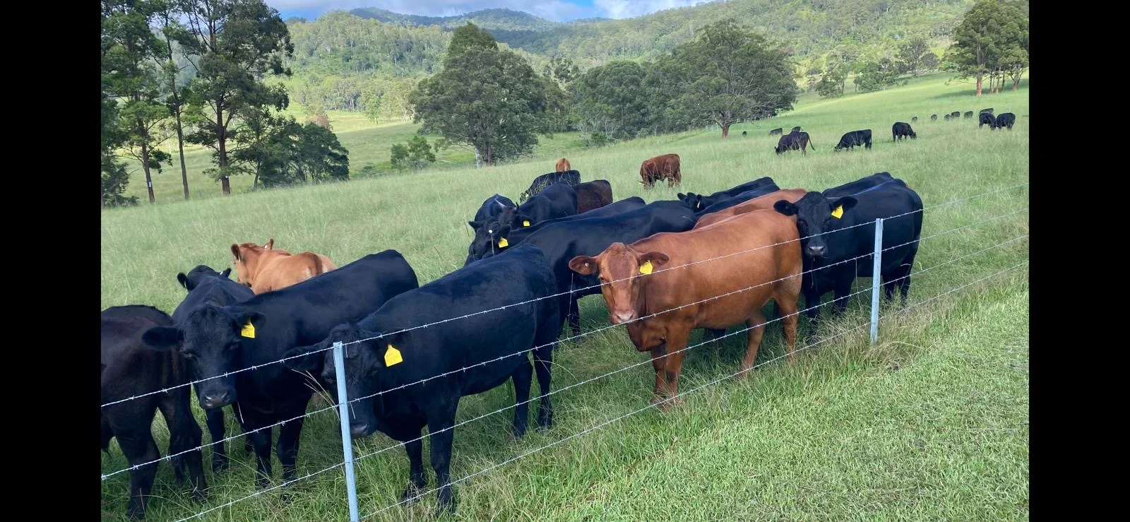 Additional image 28 of 455 Woods Road, Gloucester NSW 2422