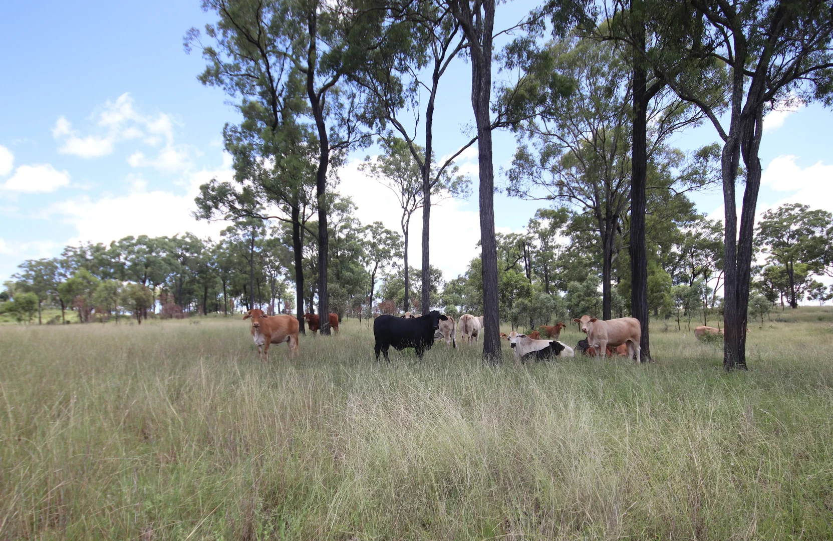 Additional image 19 of 'Sunrise' Mclaughlans Road, Monto QLD 4630