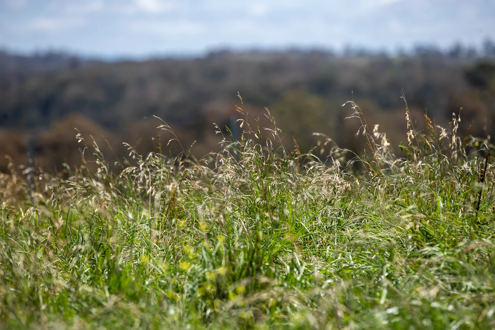 Additional image 16 of 1763 Wongwibinda Road, Armidale NSW 2350