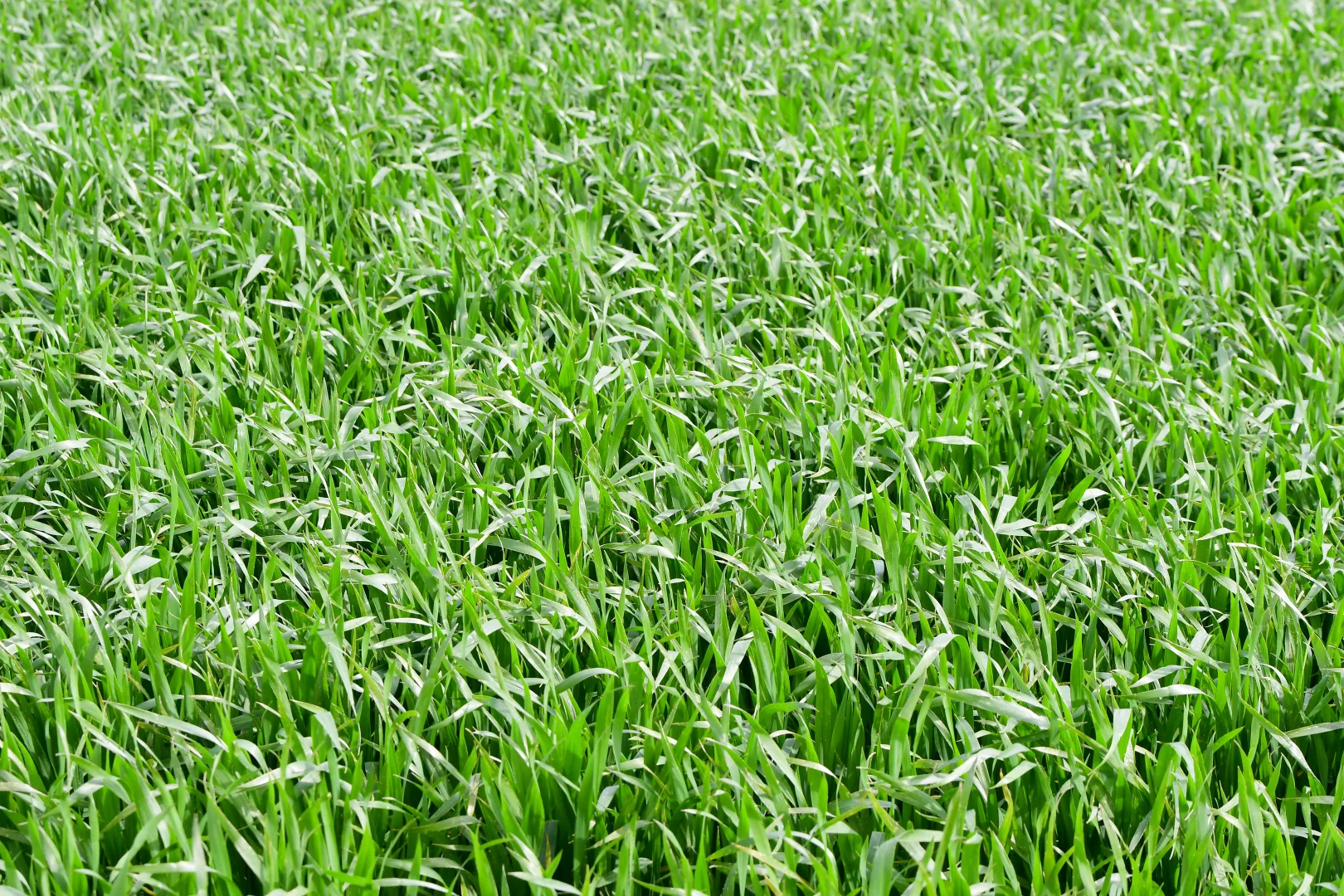 Additional image 8 of 172 Cowin Road, Melrose SA 5483