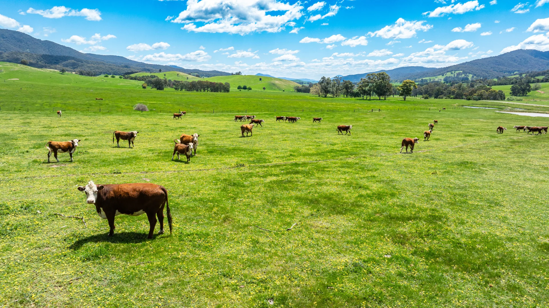 Additional image 21 of 'Grassmere'/2485 Tallangatta Creek Rd, Tallangatta Valley VIC 3701