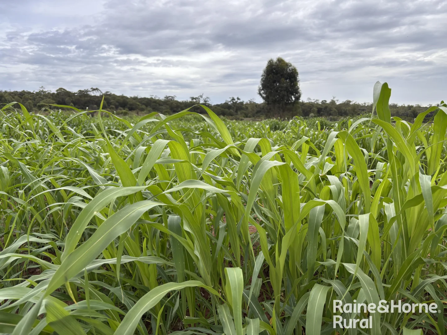 Additional image 11 of 1148 Nalpa Downs Road, Mitchell QLD 4465
