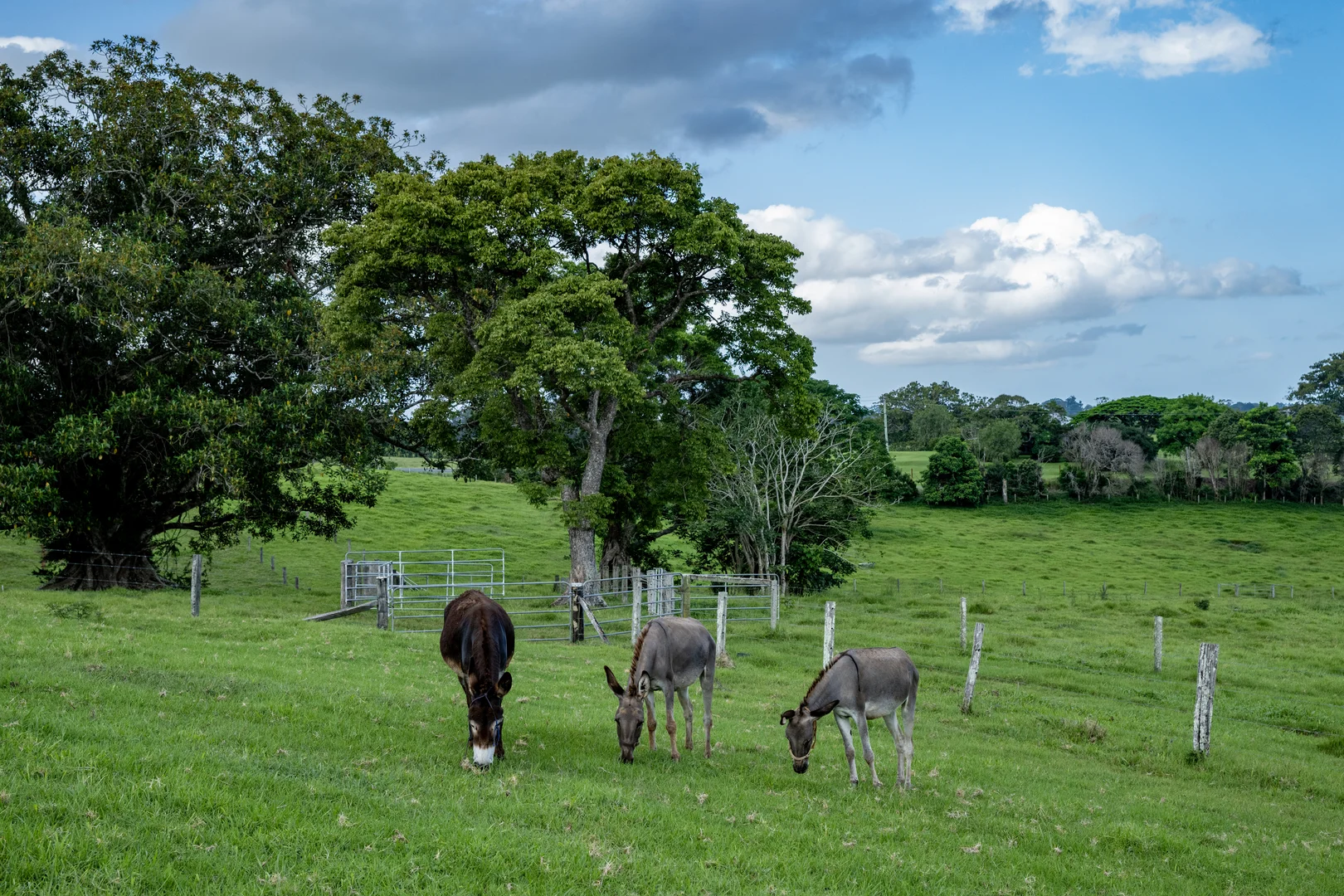Additional image 35 of 491 Maleny-Stanley River Road, Wootha QLD 4552