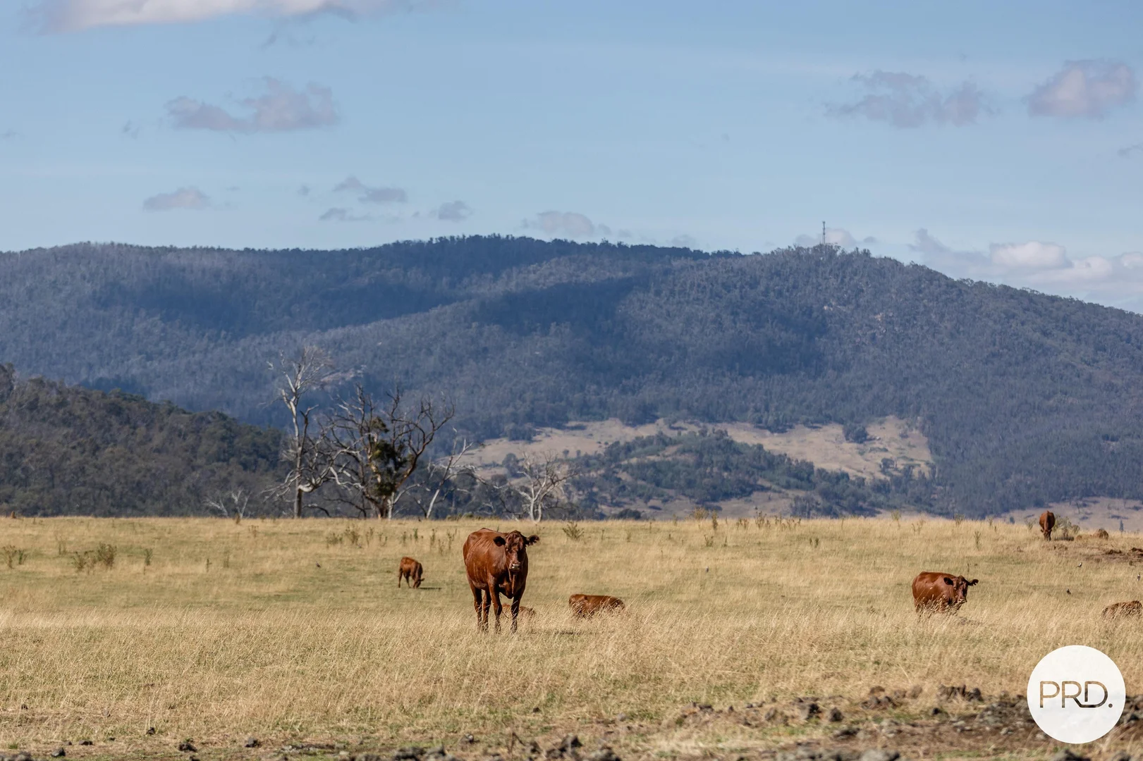 Additional image 34 of 1100 Batlow Road, Tumbarumba NSW 2653