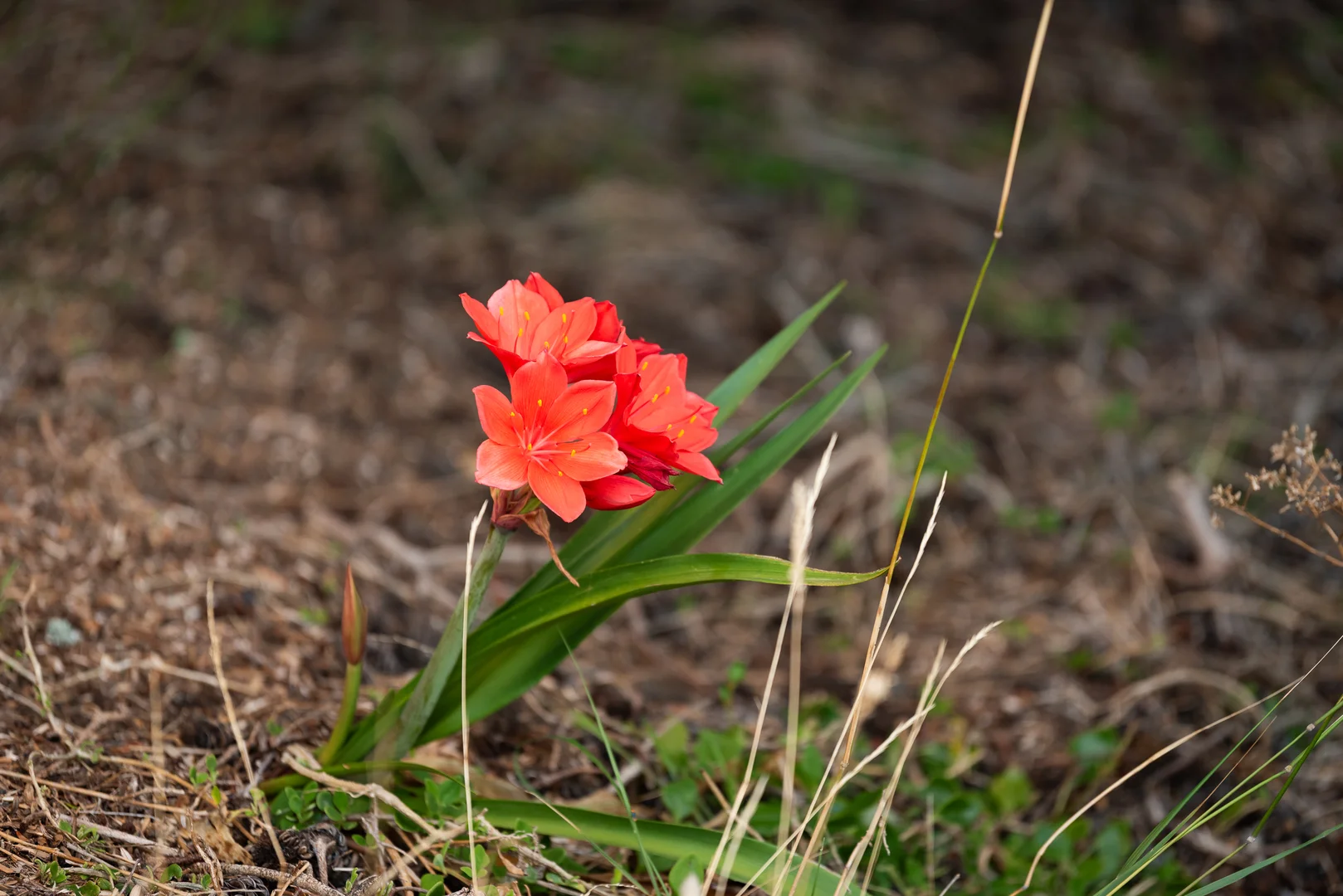 Additional image 21 of 131 Bellbuoy Beach Road, Low Head TAS 7253