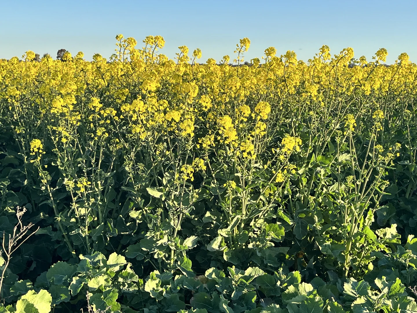 Additional image 6 of 1745 Bimbi Caragabal Road, Bimbi NSW 2810