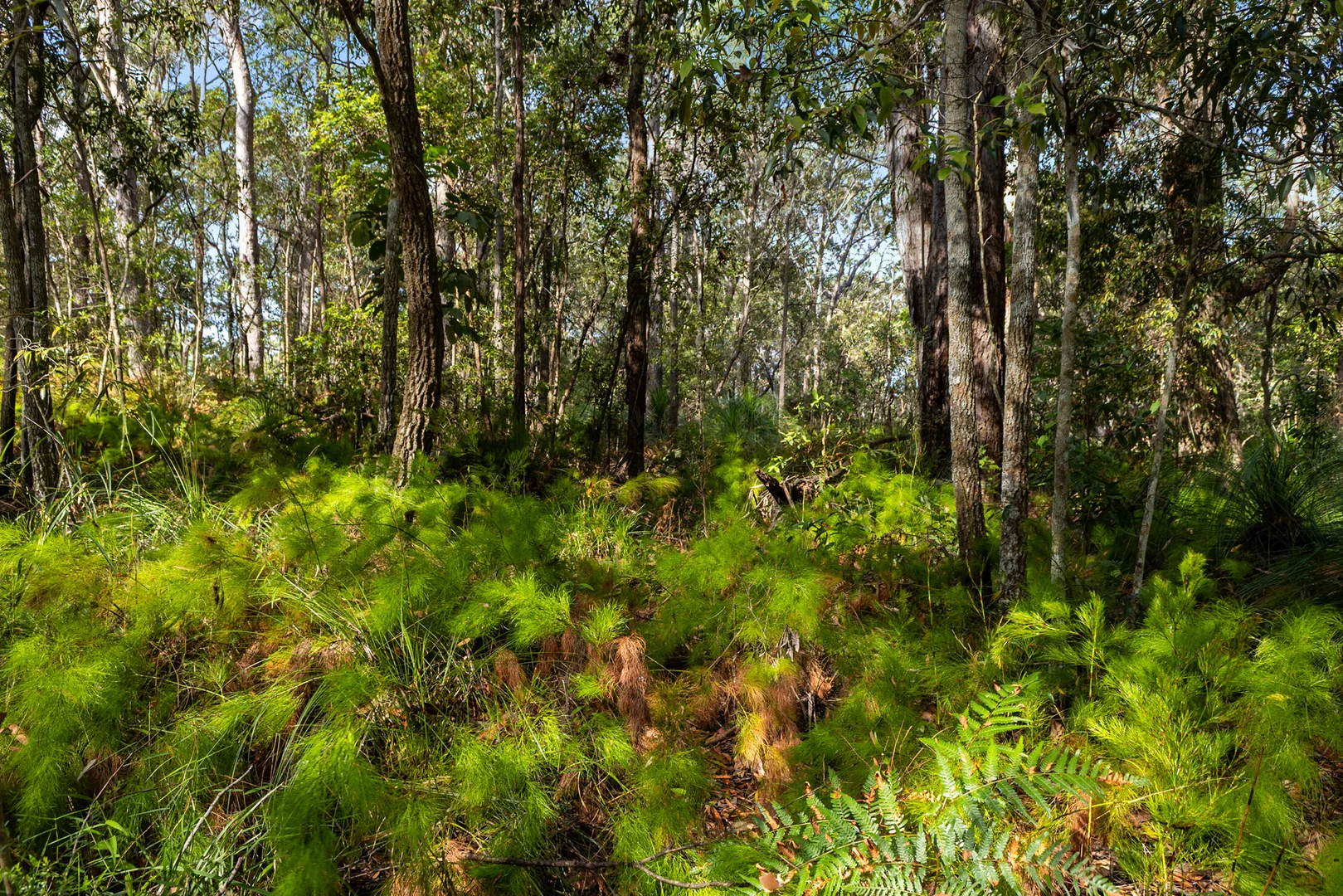 Additional image 4 of 40 Lakewood Drive, Peregian Beach QLD 4573