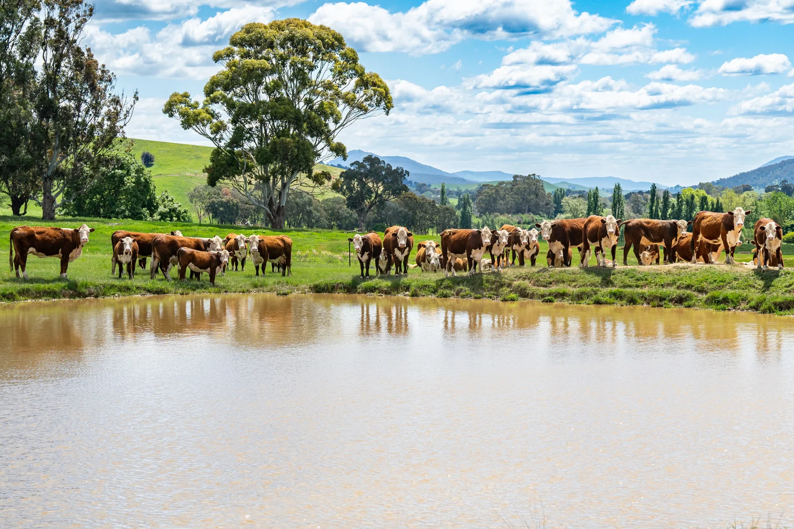 Additional image 5 of 'Grassmere'/2485 Tallangatta Creek Rd, Tallangatta Valley VIC 3701