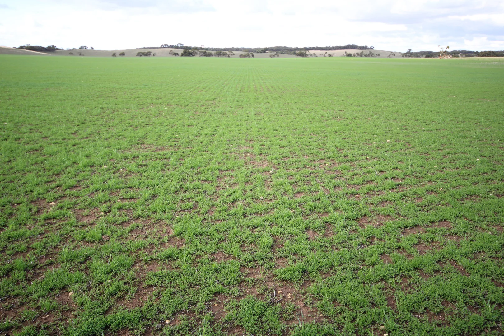 Additional image 52 of 381 & 907 Pascoe Road, Coonalpyn SA 5265