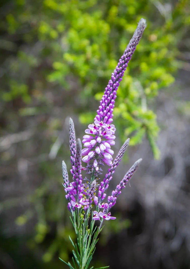 Additional image 37 of 63 karri street, Walpole WA 6398