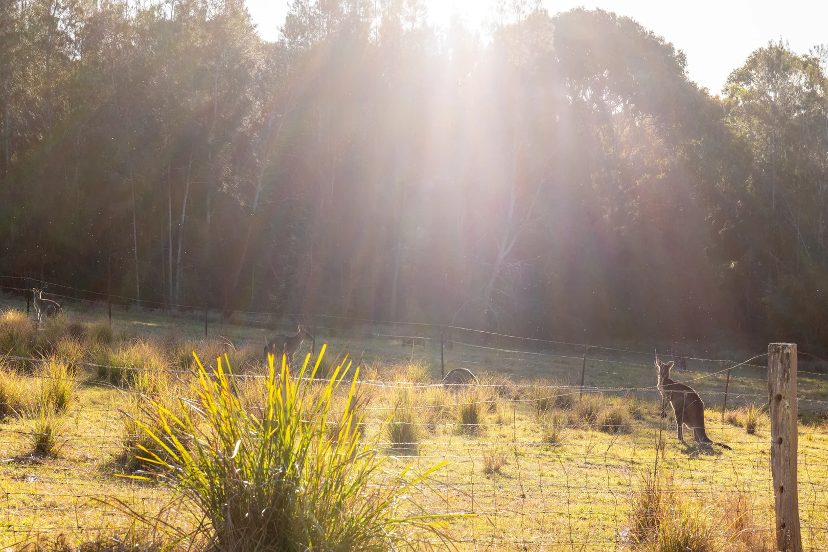 Additional image 18 of 1249 Congo Road, Moruya NSW 2537