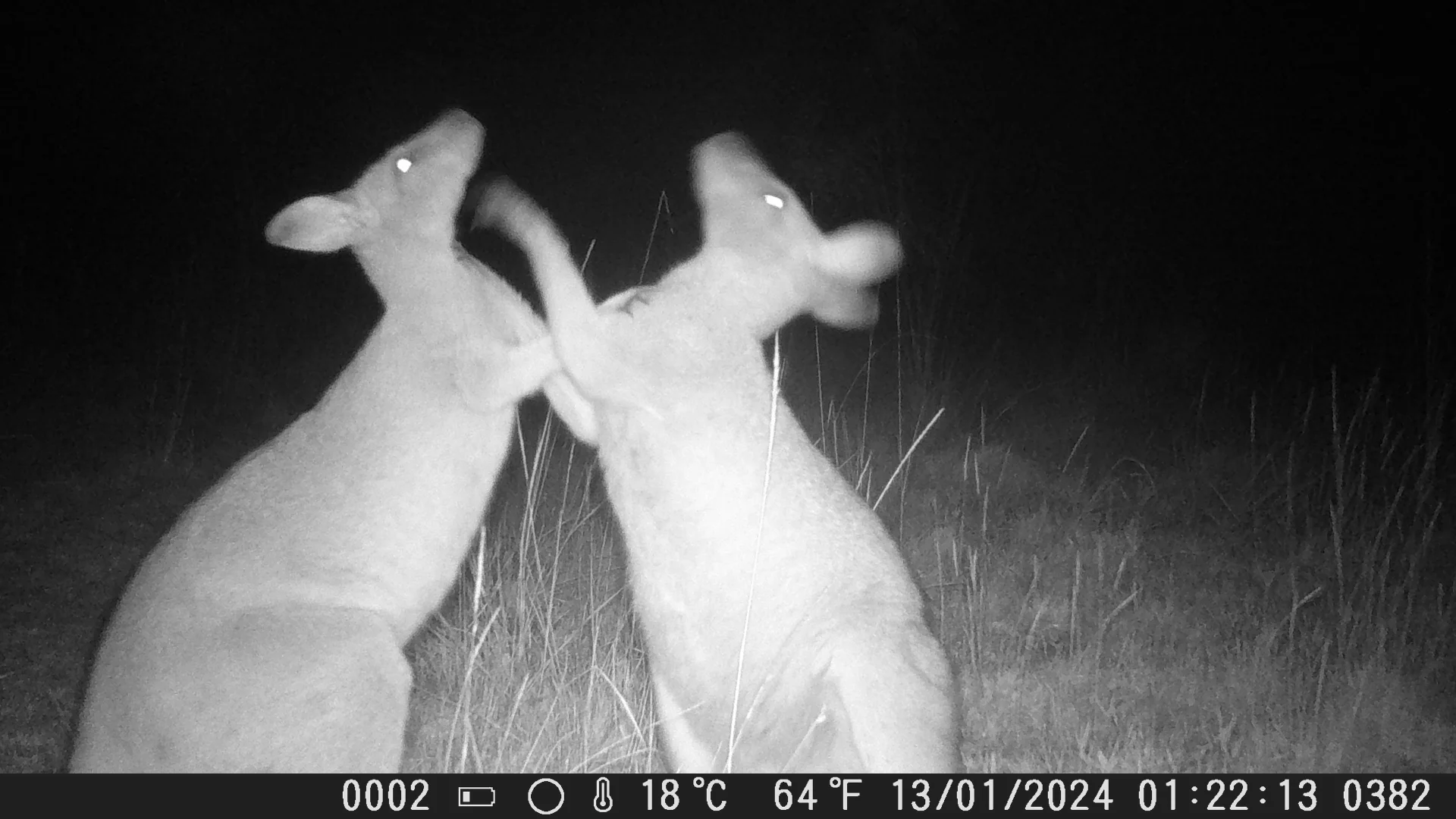 Additional image 16 of 1447 Gresford Road, Vacy NSW 2421