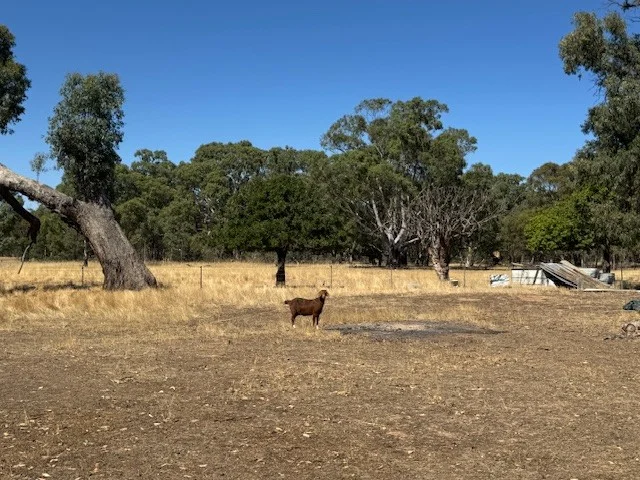 Additional image 6 of 43 Doggerts Lane, Wedderburn VIC 3518