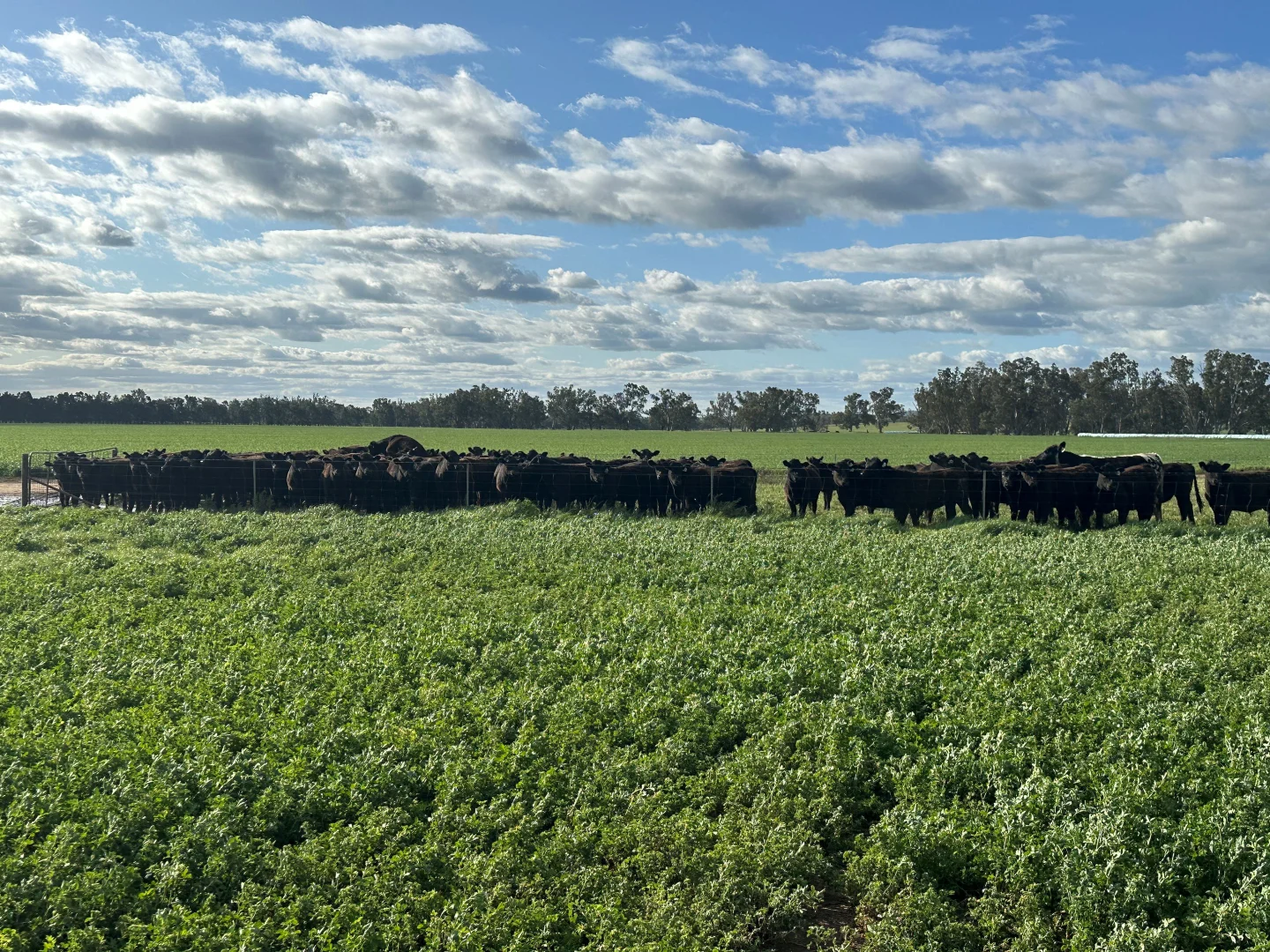 Additional image 5 of 929 Old Narrandera Road, Wagga Wagga NSW 2650