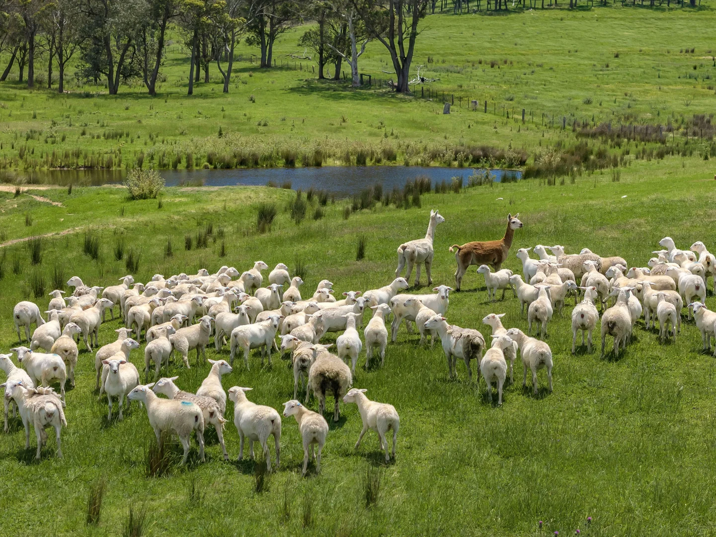 Additional image 12 of 1777 Canyonleigh Road, Canyonleigh NSW 2577