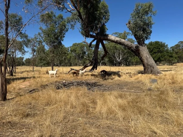 Additional image 14 of 43 Doggerts Lane, Wedderburn VIC 3518
