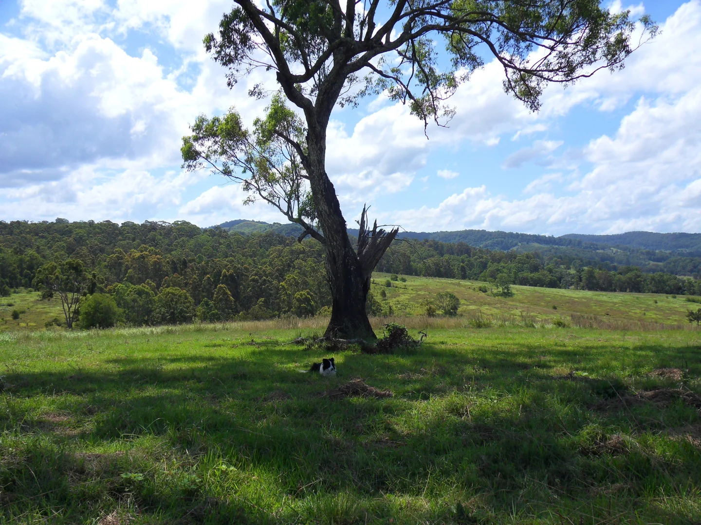 Additional image 10 of 665 Theresa Creek Road, Theresa Creek NSW 2469