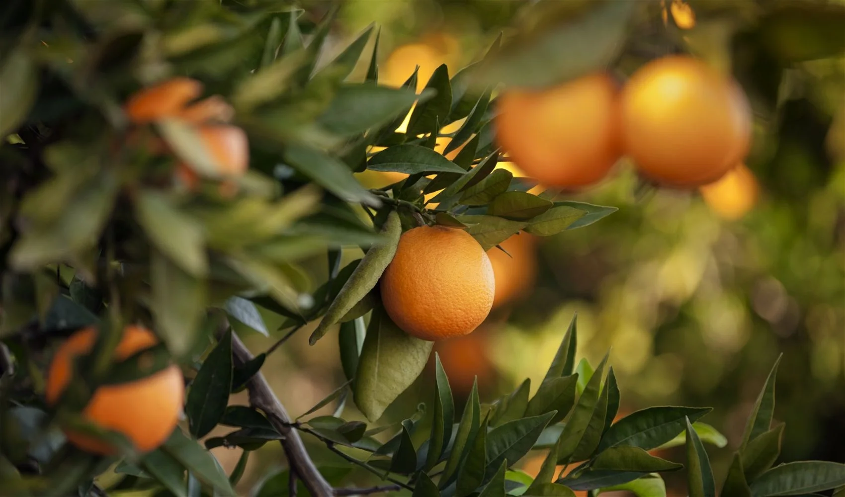 Additional image 25 of Lot TBA, Wanneroo WA 6065