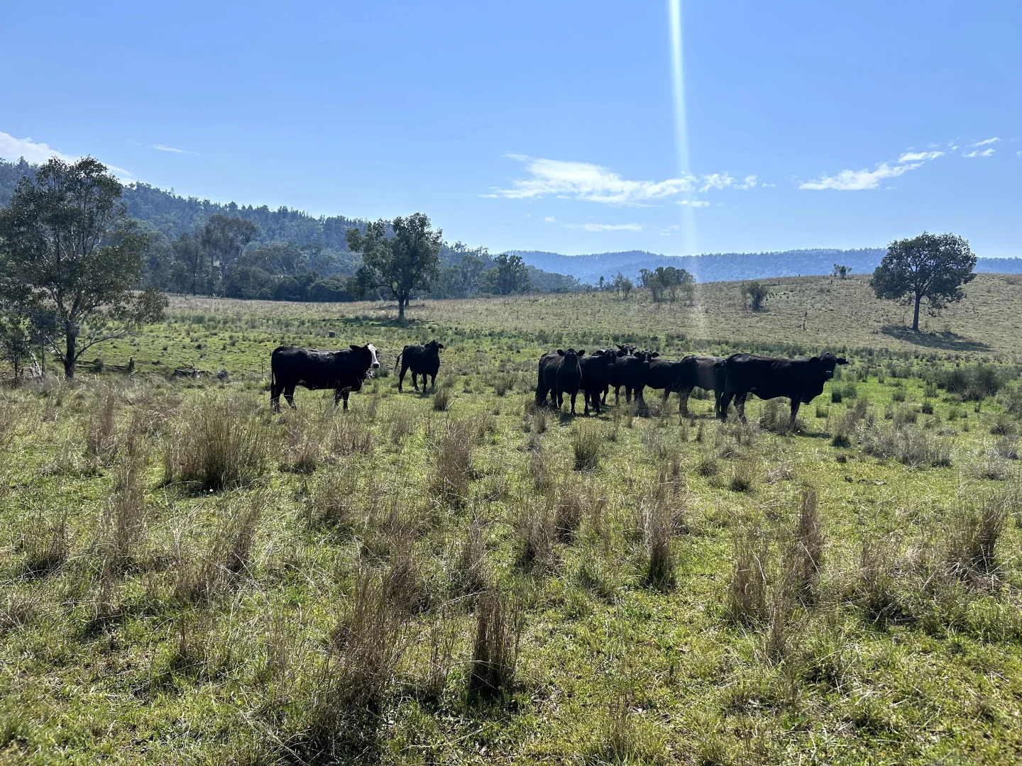 Additional image 11 of Riverview Road, Bingara NSW 2404