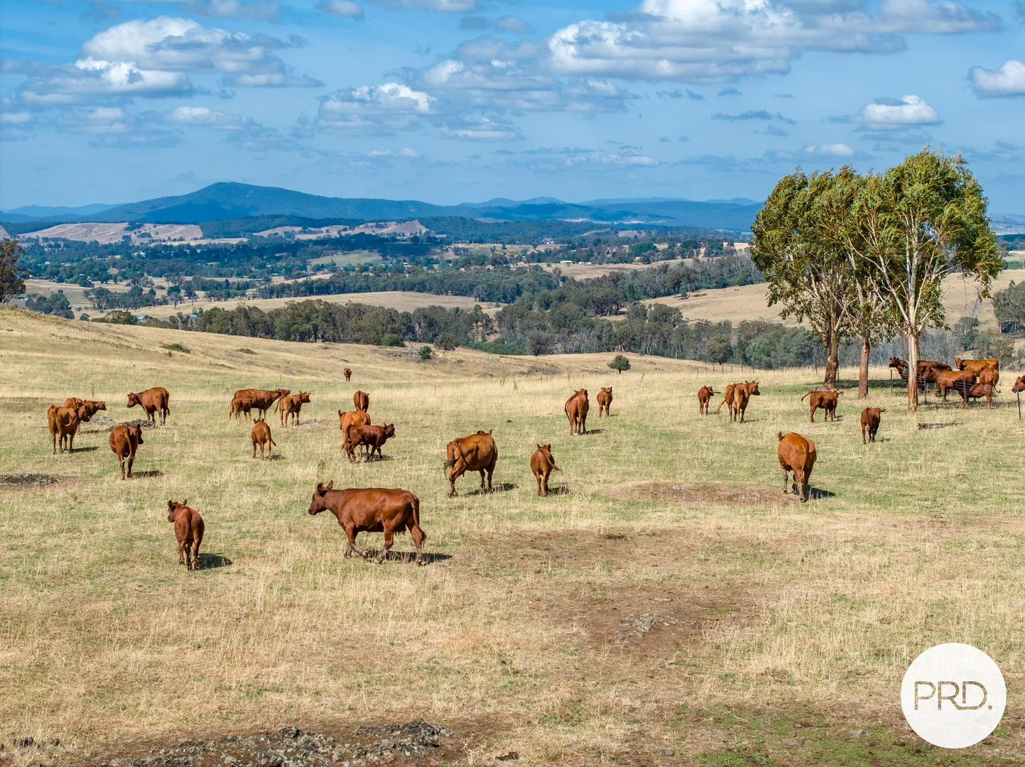 Additional image 3 of 1100 Batlow Road, Tumbarumba NSW 2653
