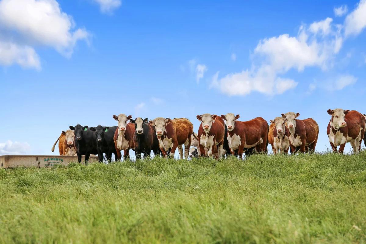 Additional image 34 of 64 Ford Luers Road, Casterton VIC 3311