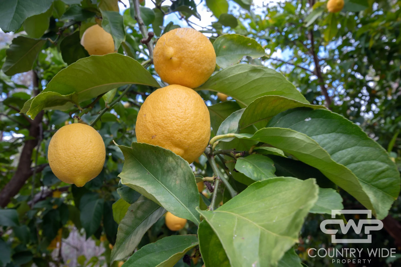 Additional image 20 of 137 Aberdeen Road, Gilgai NSW 2360