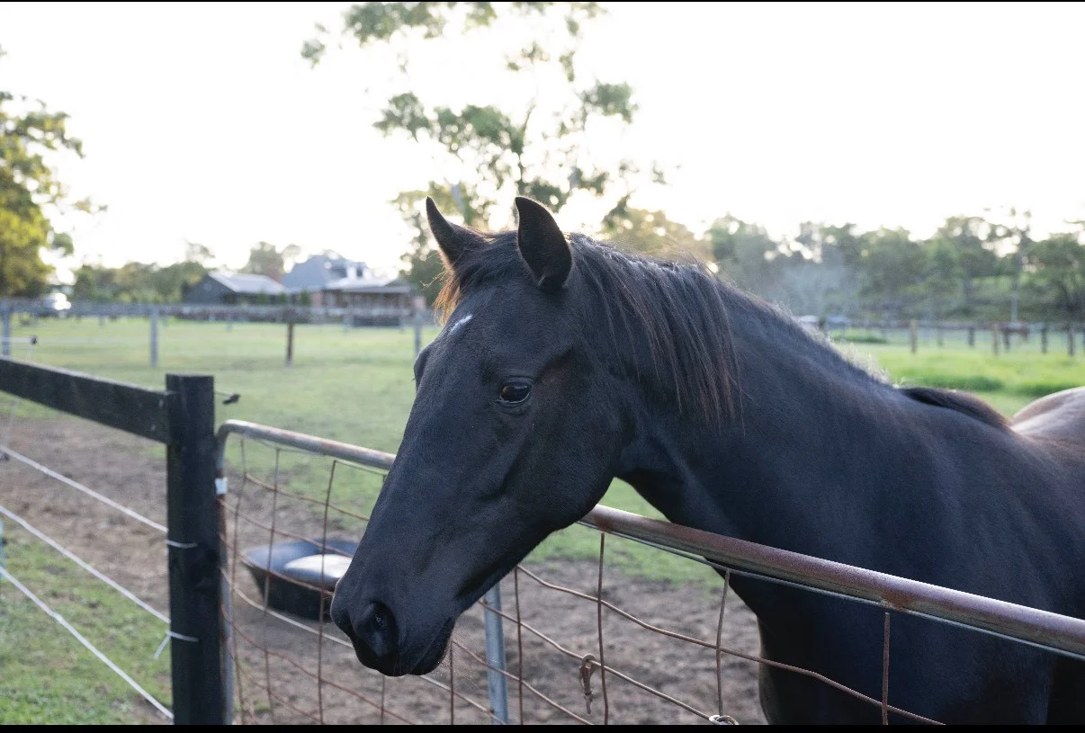 Additional image 18 of 16 Calabash Road, Arcadia NSW 2159