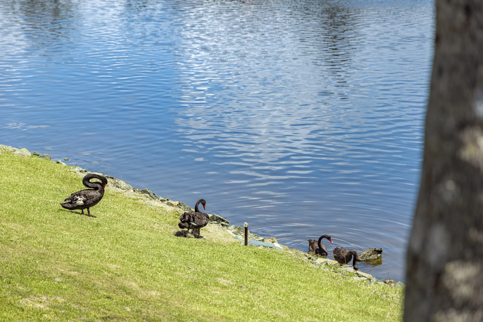 Additional image 18 of 5/3 Lowood Court, Varsity Lakes QLD 4227