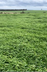 Additional image 21 of 175 Racecourse Road, Frankland River WA 6396