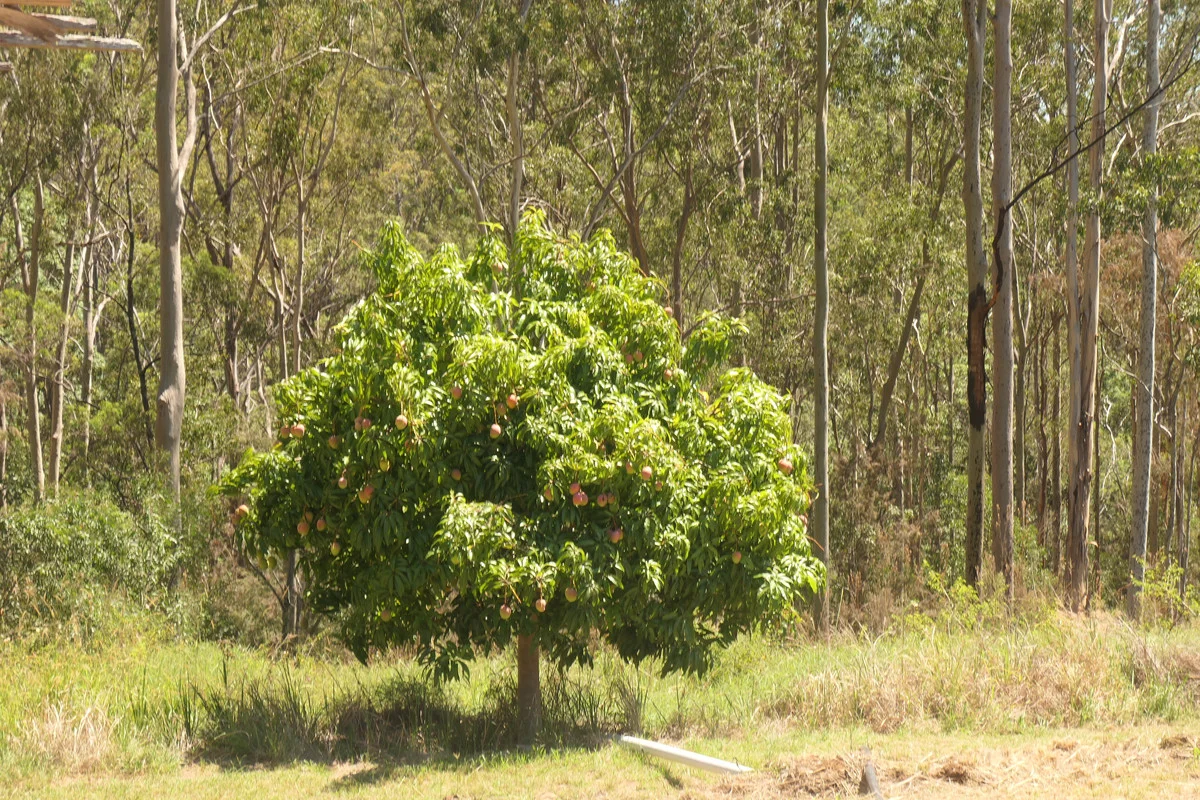 Additional image 42 of 750 Sugar Bag Rd ( West ), Drake NSW 2469