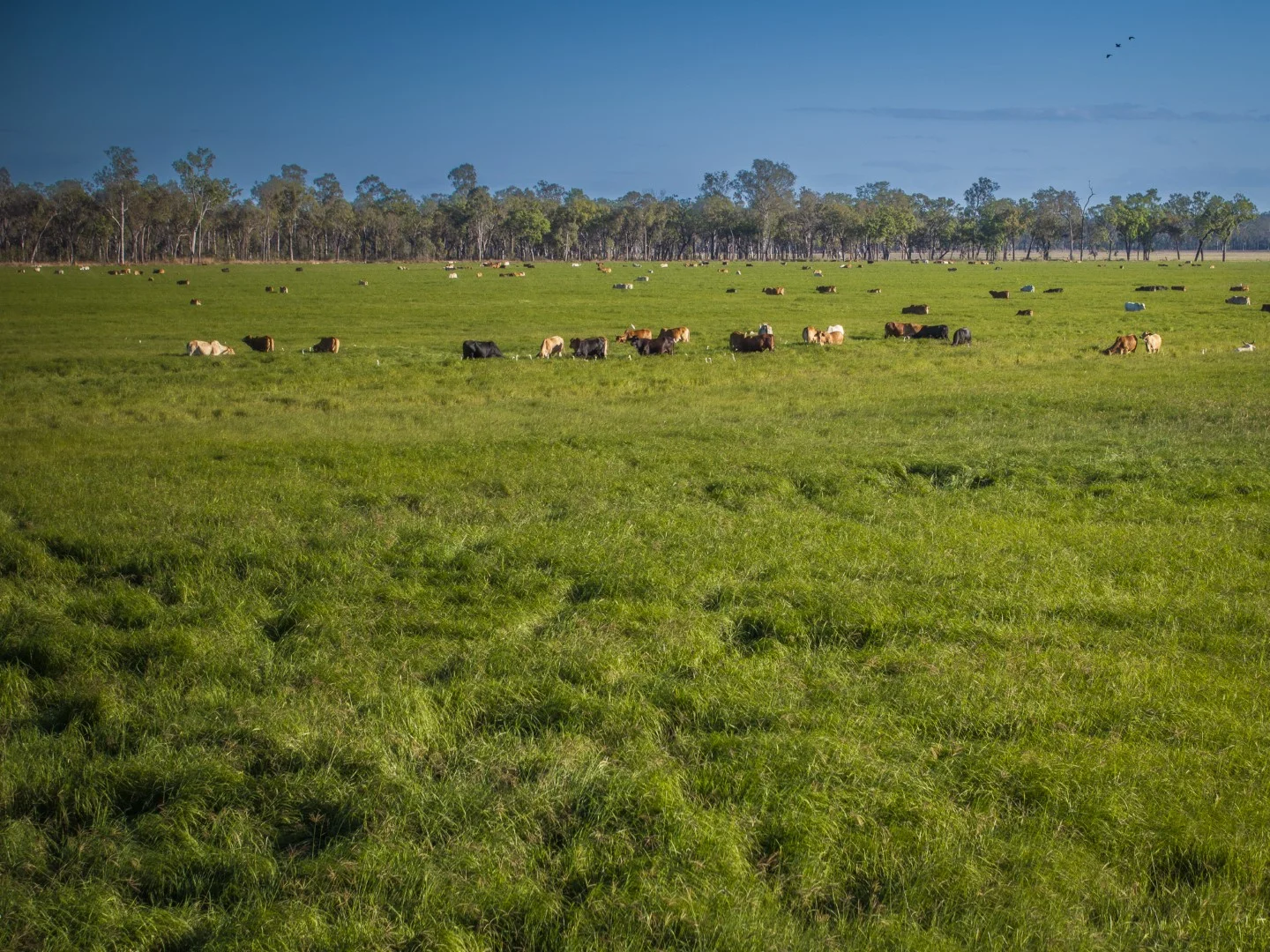 Additional image 7 of 620 Herbert River Road, Innot Hot Springs QLD 4872