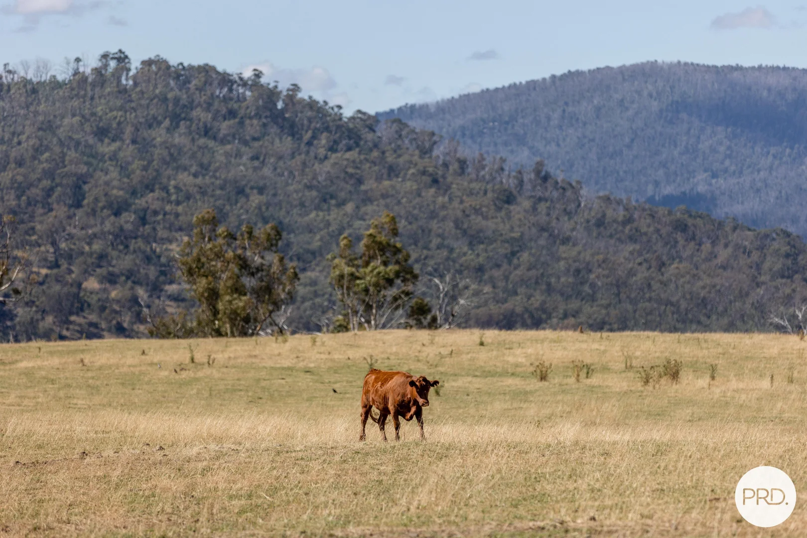 Additional image 6 of 1100 Batlow Road, Tumbarumba NSW 2653
