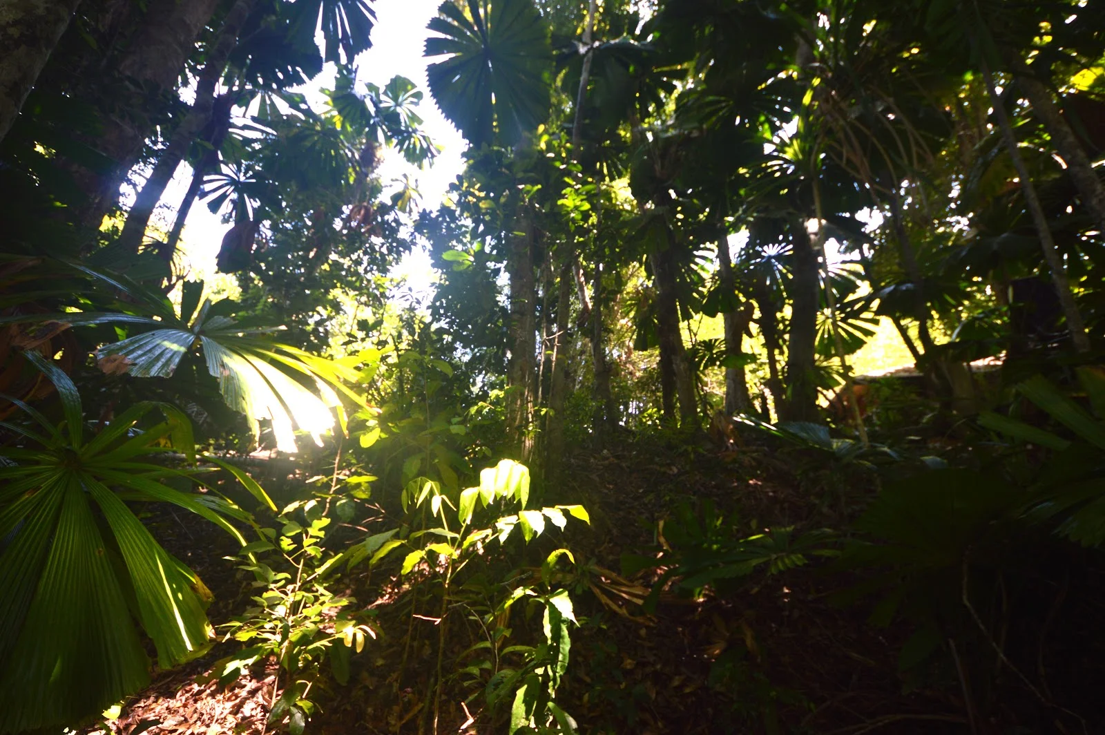 Additional image 8 of 51 Waterfall Place, Jubilee Heights QLD 4860