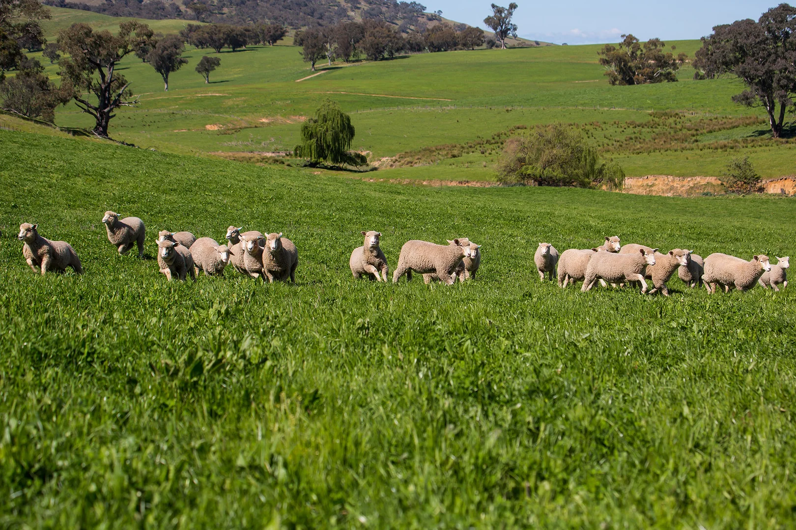 Additional image 9 of Holbrook NSW 2644