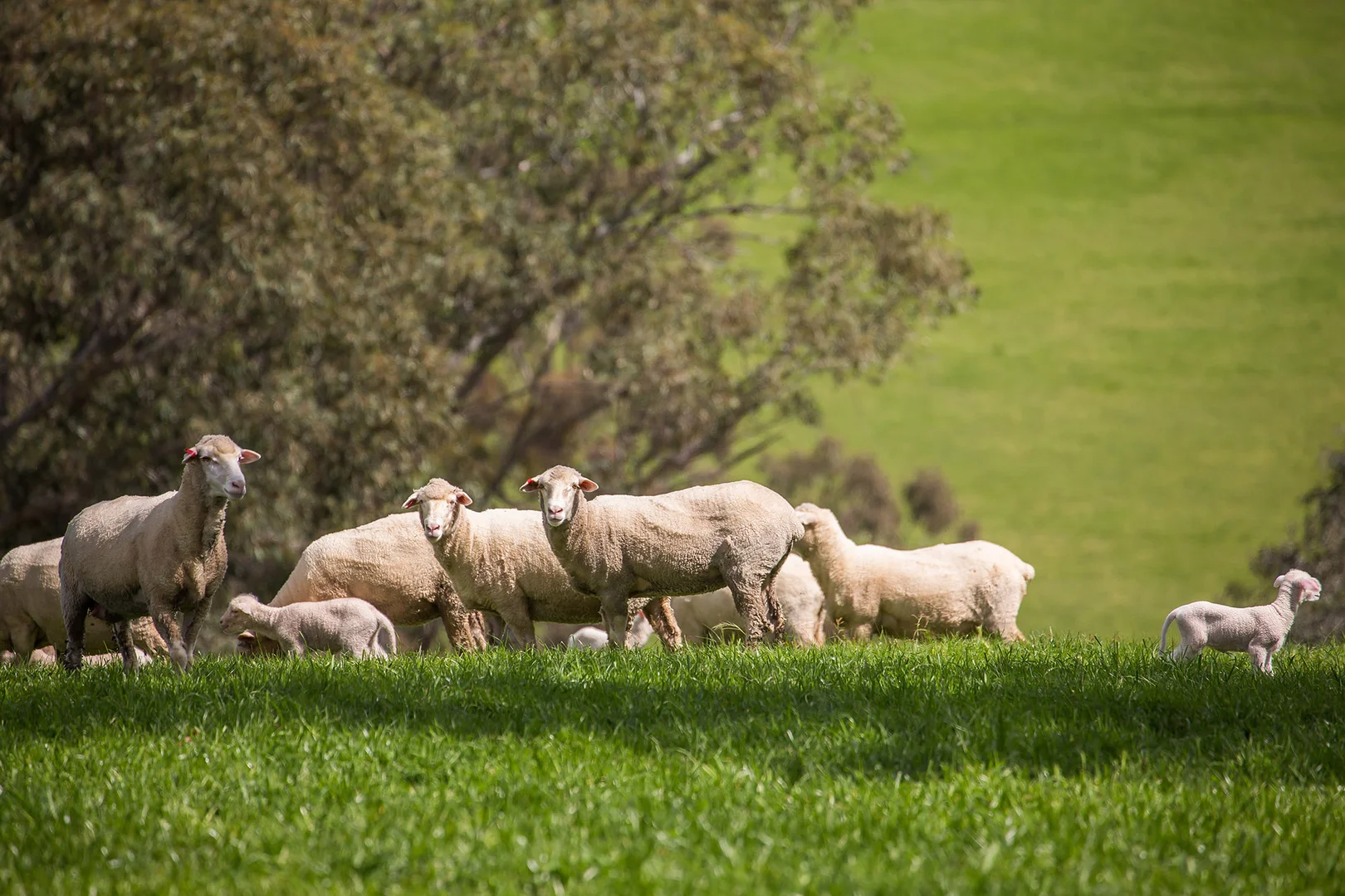 Additional image 2 of Holbrook NSW 2644
