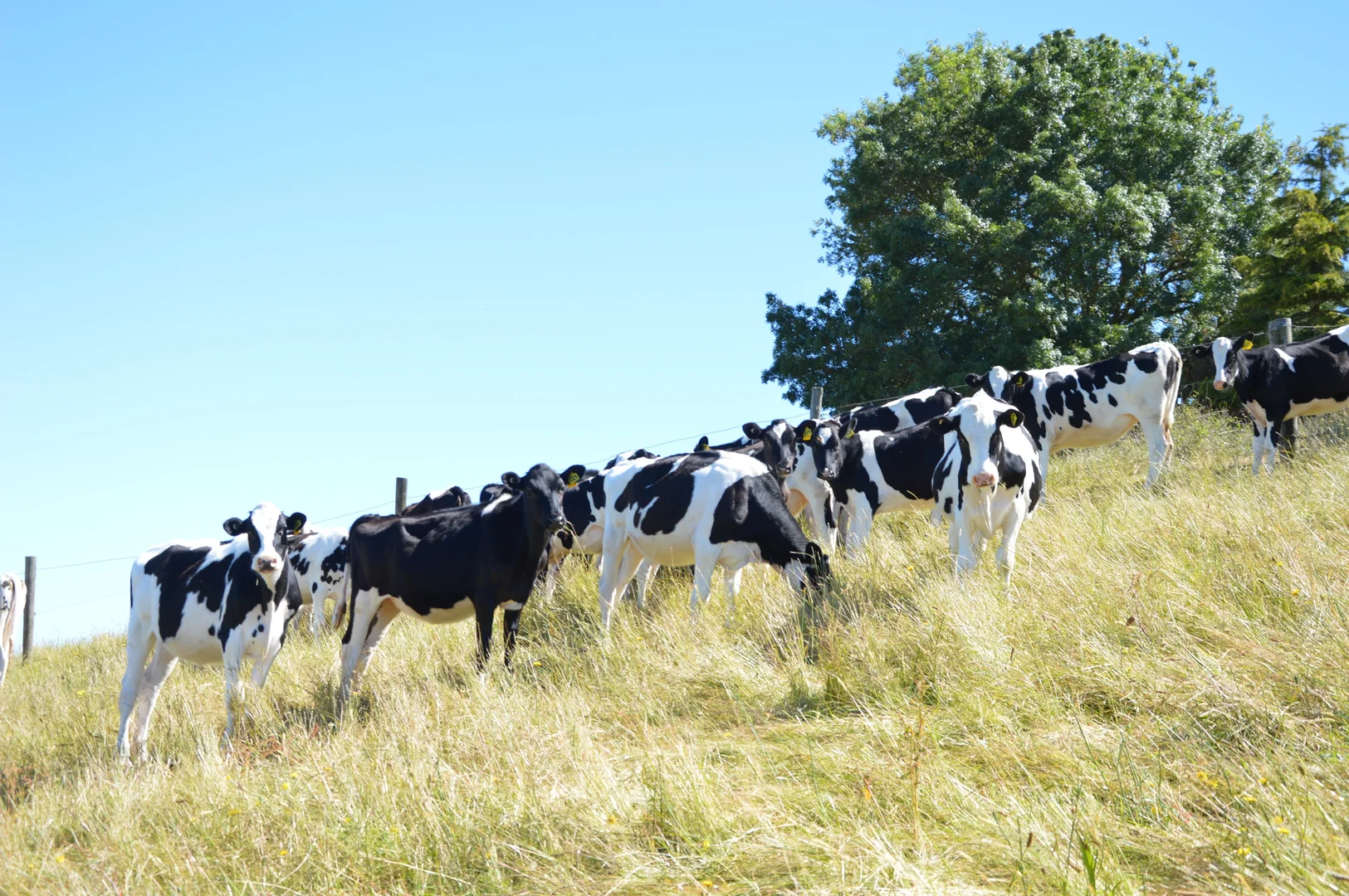 Additional image 24 of 122 Bells Road, Loch VIC 3945