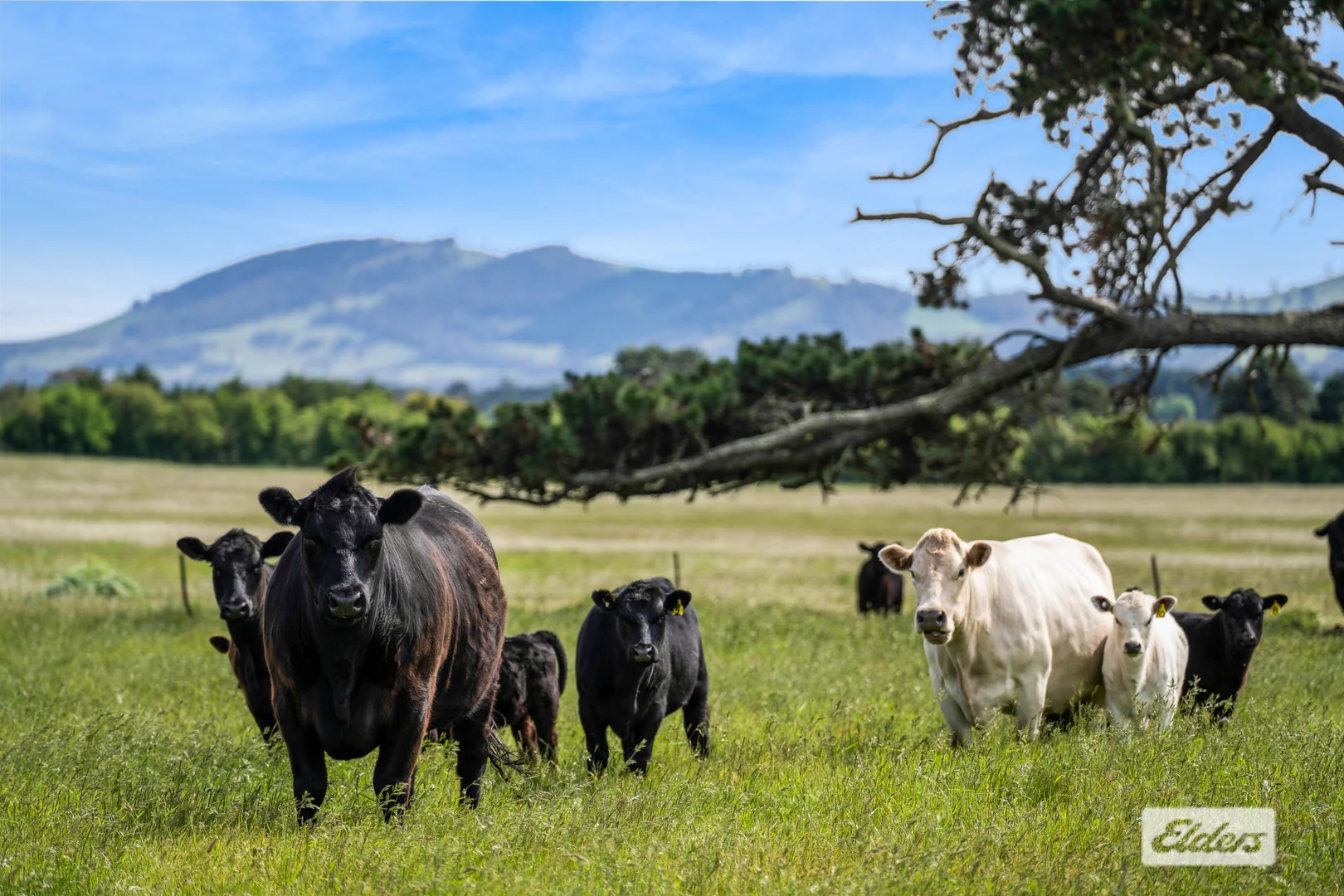 Additional image 19 of 348 Tickawarra Road, Romsey VIC 3434