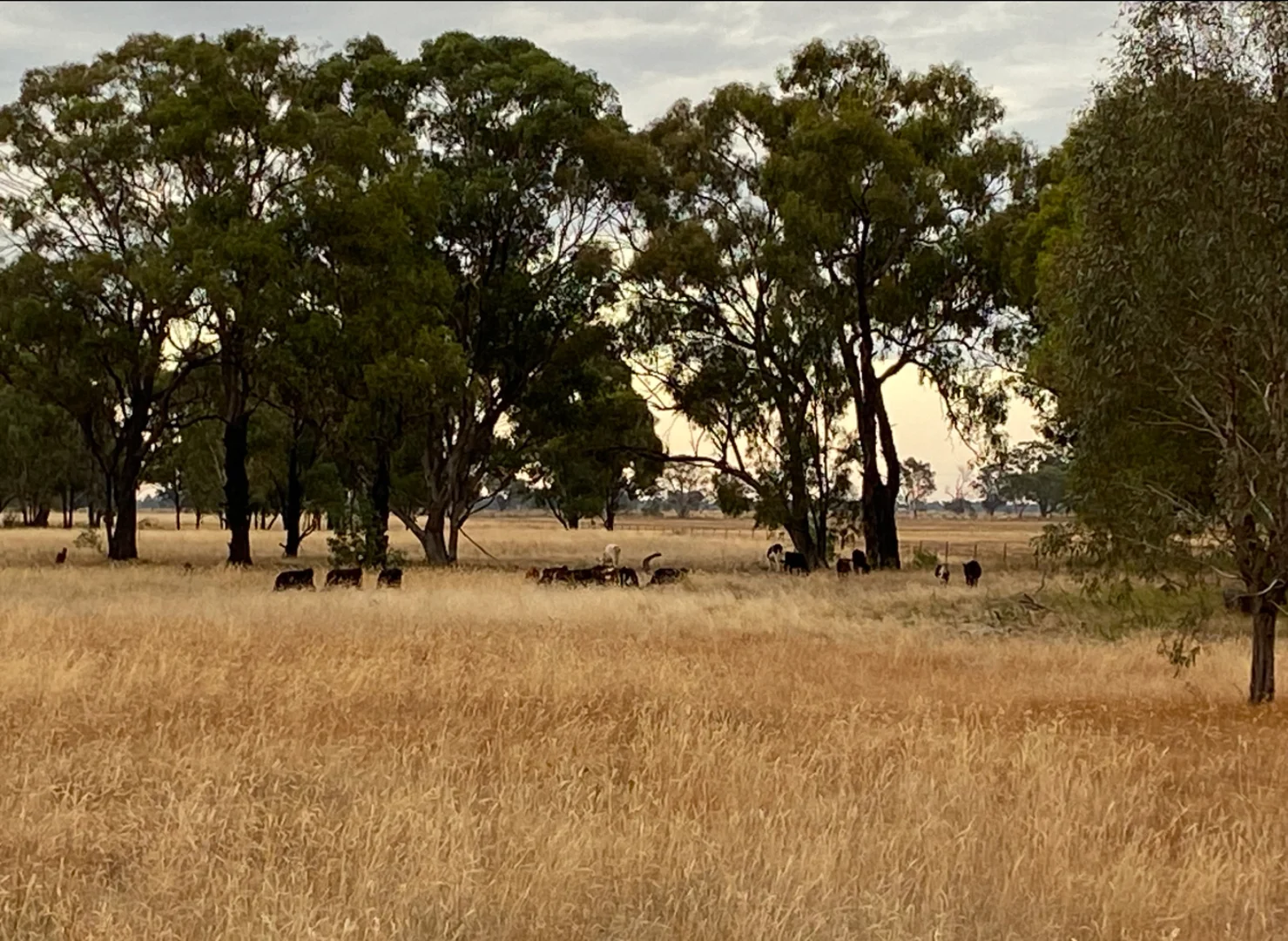 Additional image 10 of 1943 Invergordon Road, Youanmite VIC 3646
