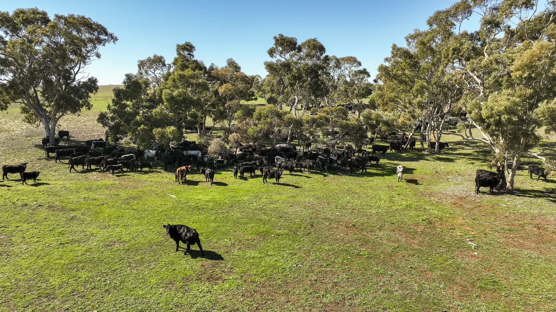 Additional image 20 of 381 & 907 Pascoe Road, Coonalpyn SA 5265