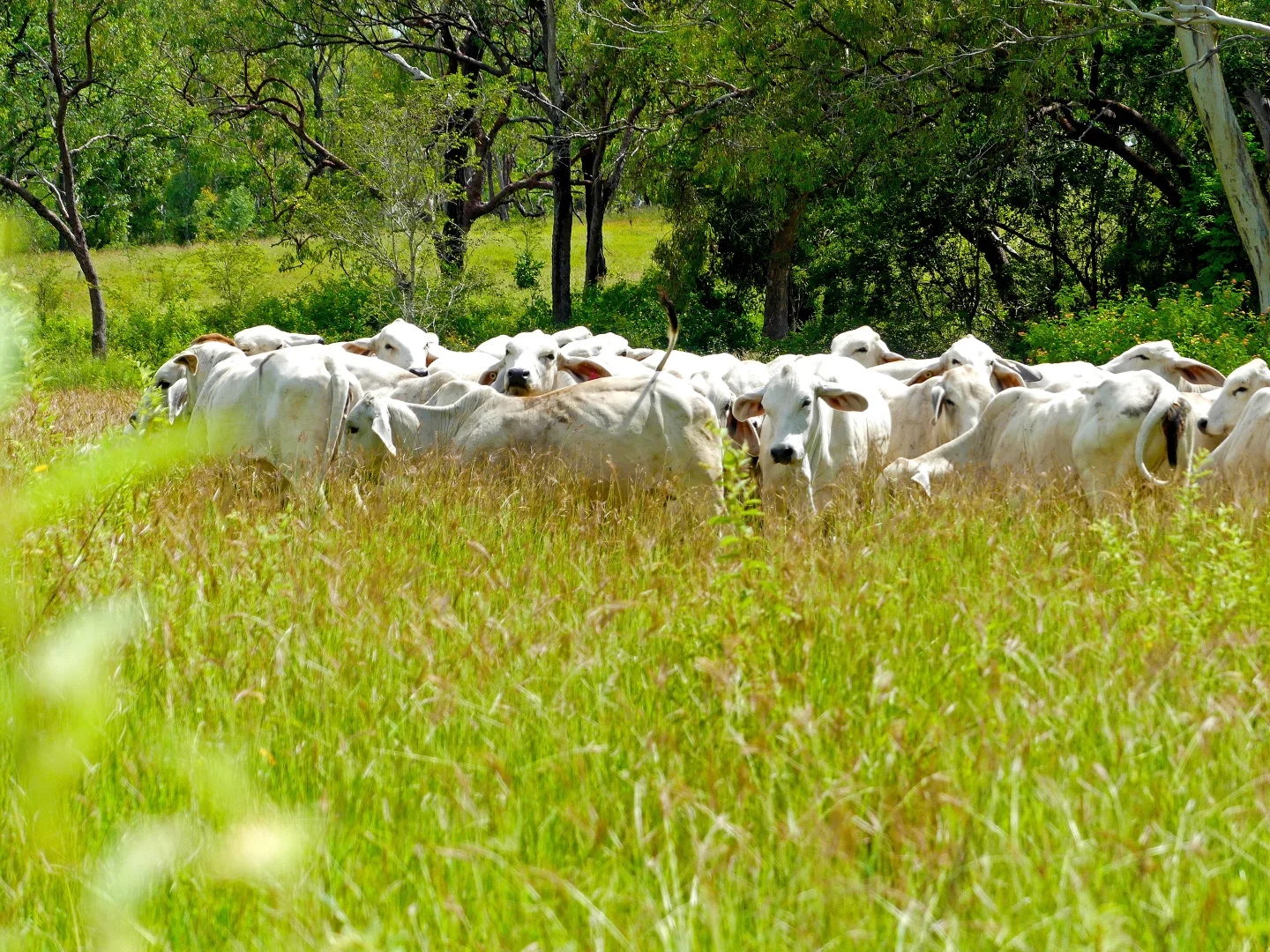 Additional image 21 of "Jacques " 0 Cunningham Road,, Nine Mile QLD 4702
