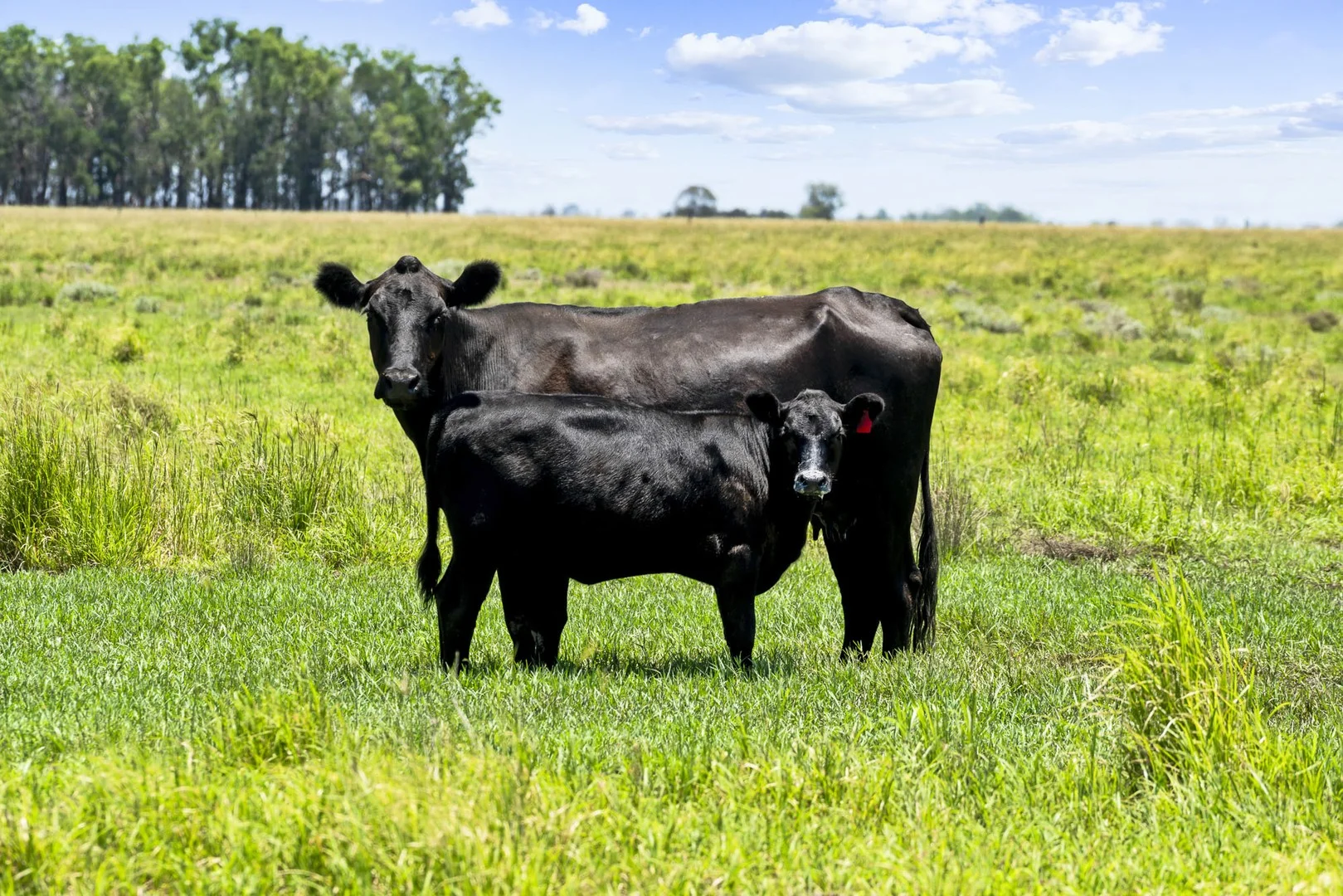 2001 Millmerran Cecil Plains Road, Millmerran QLD 4357