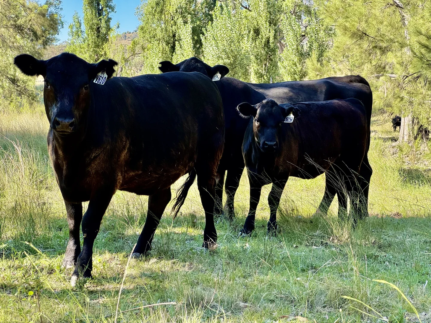 Additional image 29 of "Bindi" 1229 Bundella Creek Road Bundella Via, Quirindi NSW 2343