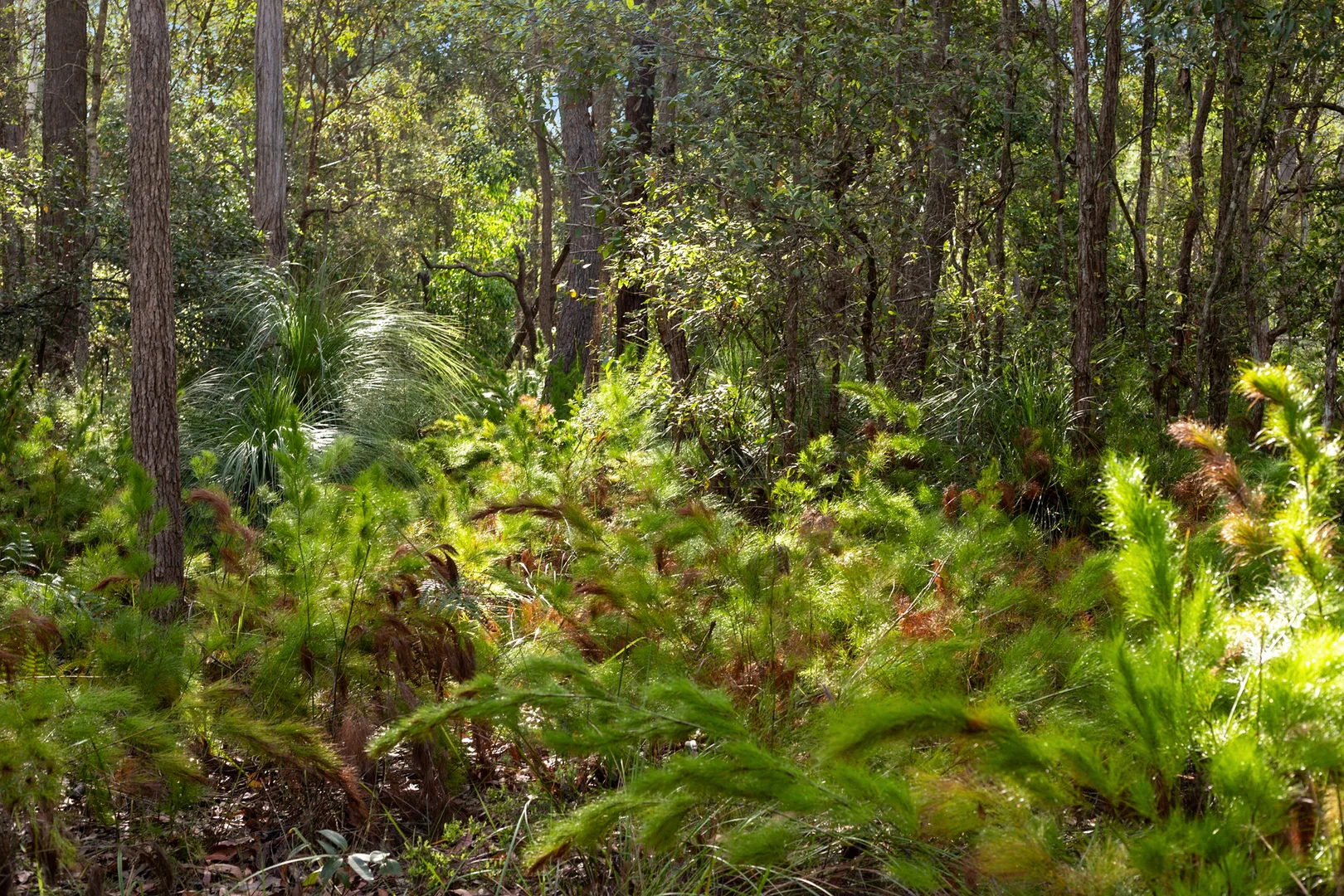 Additional image 16 of 40 Lakewood Drive, Peregian Beach QLD 4573