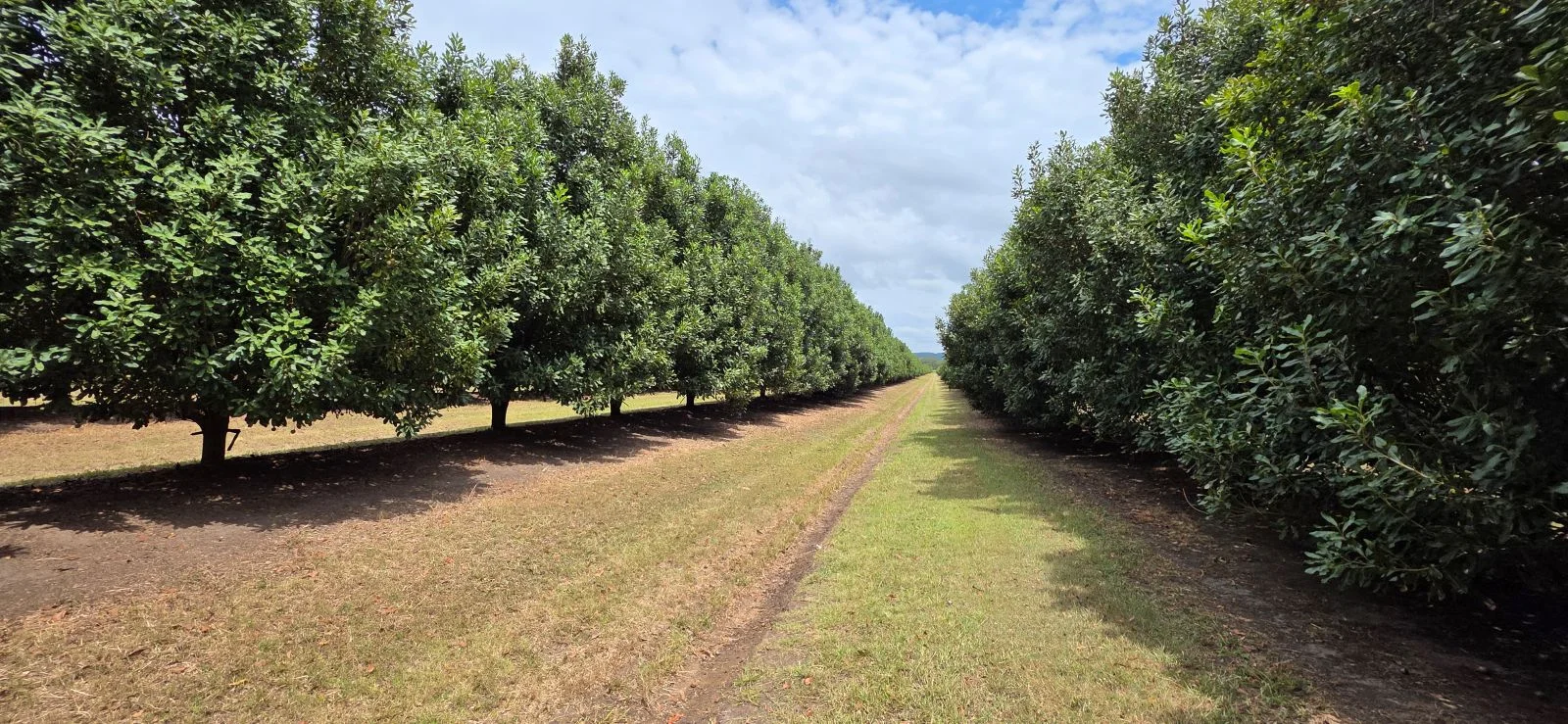 Additional image 12 of Lot 21 Moylans Lane, Empire Vale NSW 2478