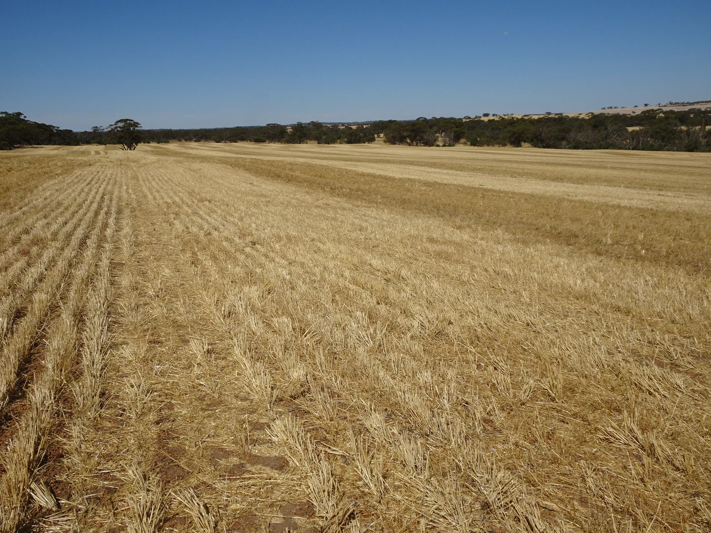 Additional image 19 of 747 Yenellin Road, East Pingelly WA 6308