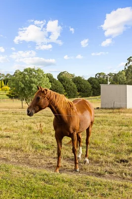 Additional image 32 of 5 Curtis Court, Traralgon East VIC 3844