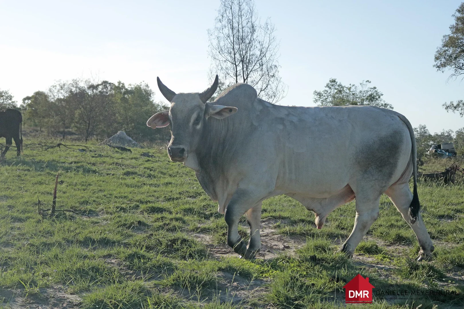 Additional image 36 of 24754 Burnett Highway, Ceratodus QLD 4627