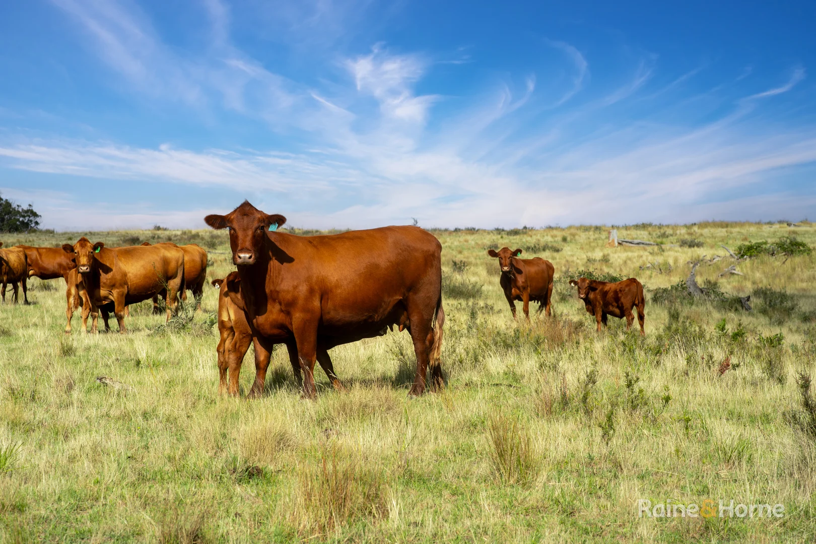 Additional image 12 of 733 Niangala Road, Woolbrook NSW 2354