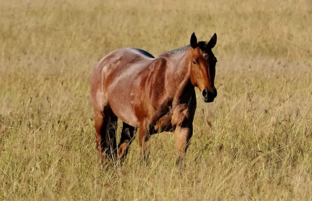 Additional image 8 of 'Aura Park' North Pattens Road, Boynewood, Mundubbera QLD 4626